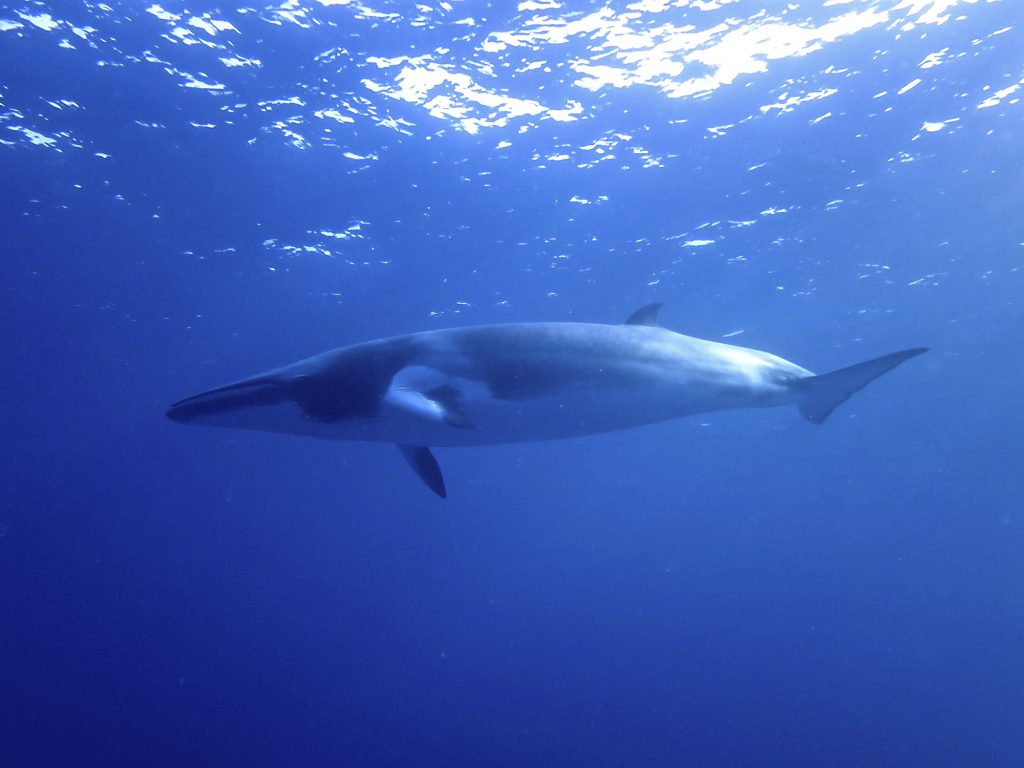 Minke Whale, Scuba Diving on the Agincourt reefs off Port Douglas, Great Barrier Reef