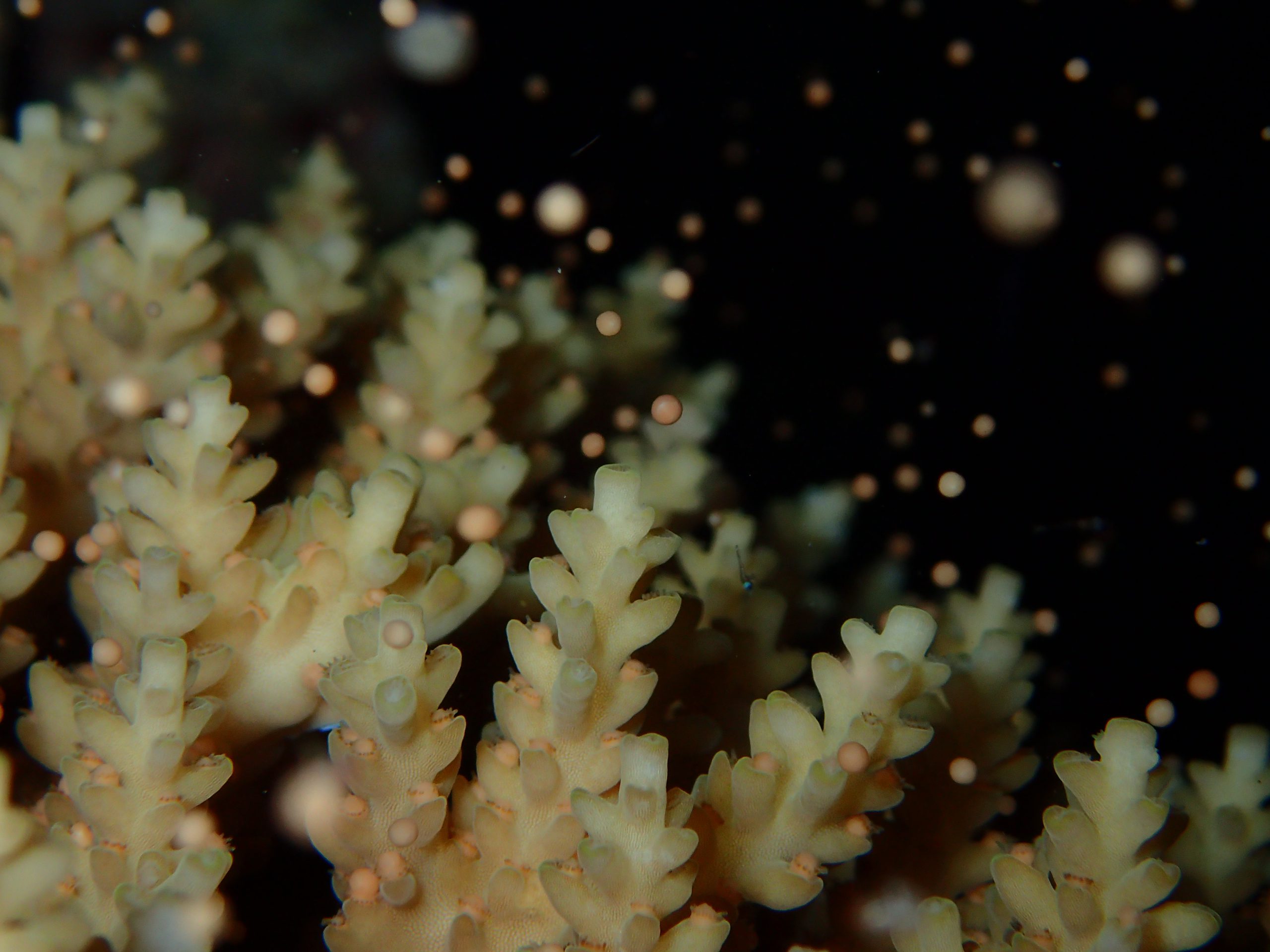 Coral Spawning Port Douglas