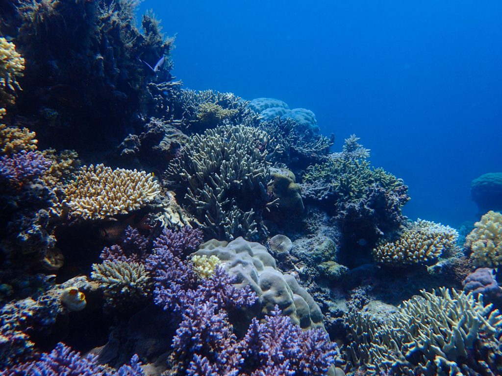 Learning to dive on the Agincourt Reefs Port Douglas