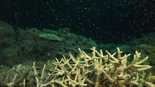 Great Barrier Reef Coral Spawning
