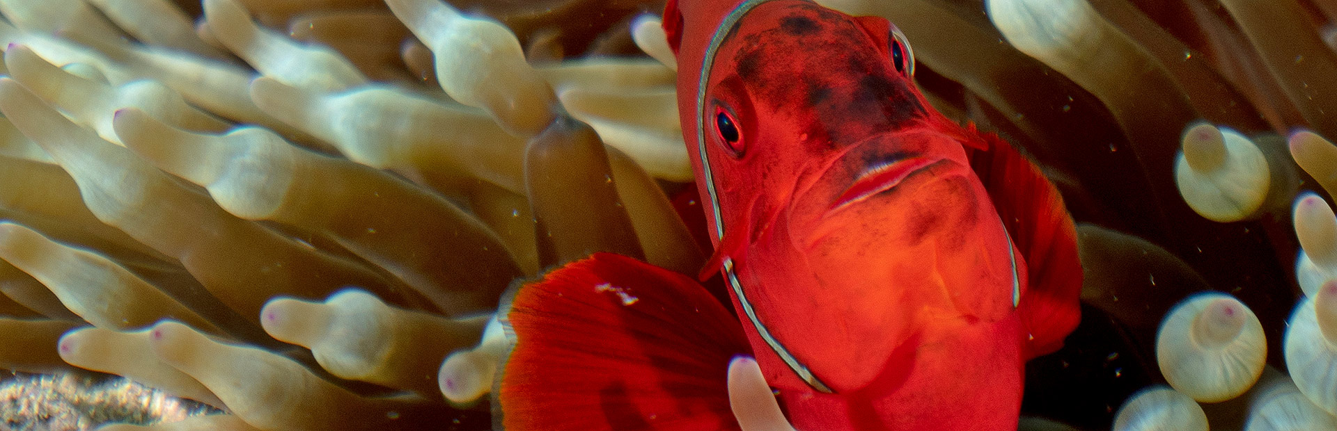 <b>ABOUT</b> BLUE DIVE 