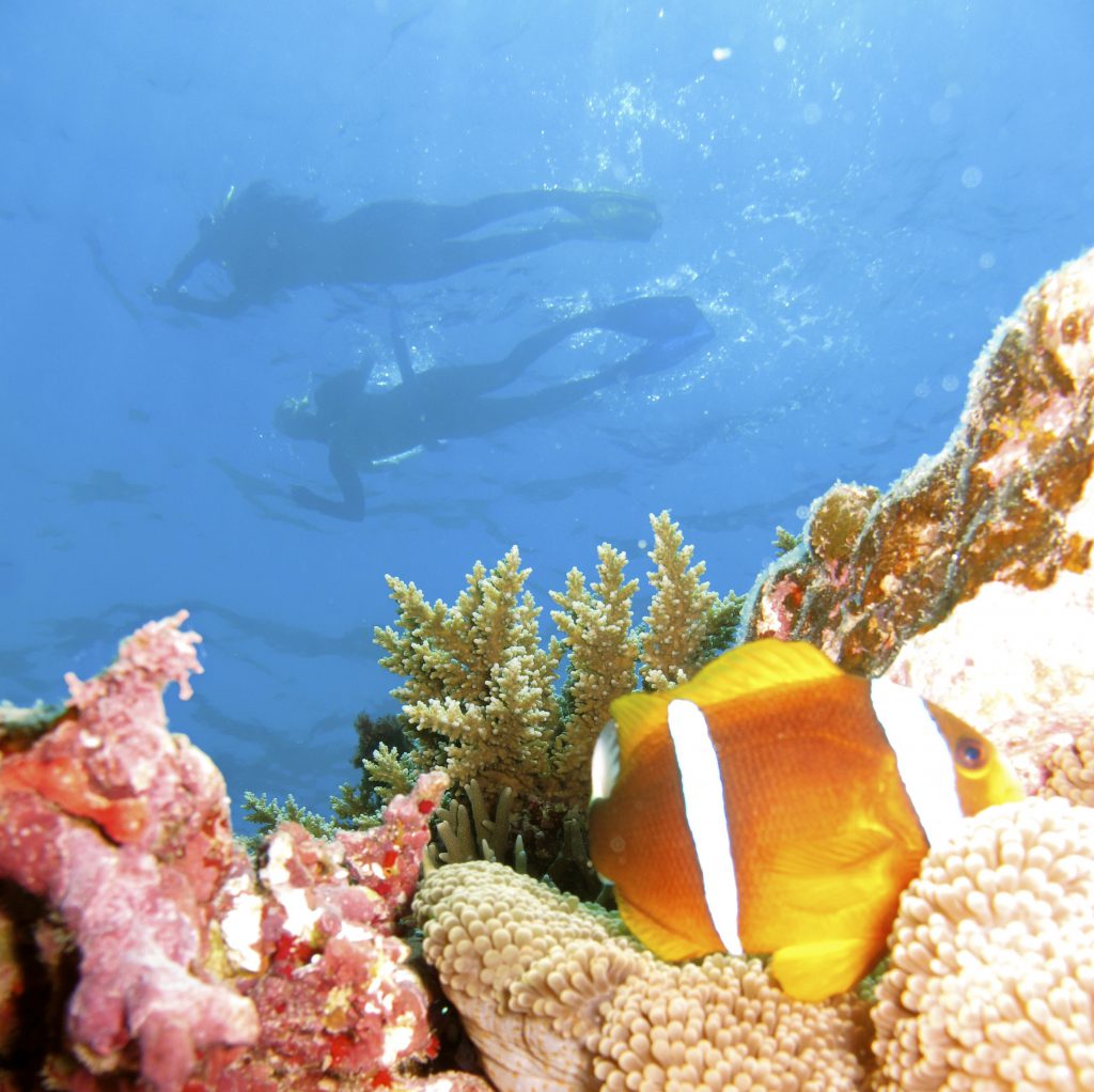 Agincourt Ribbon Reefs