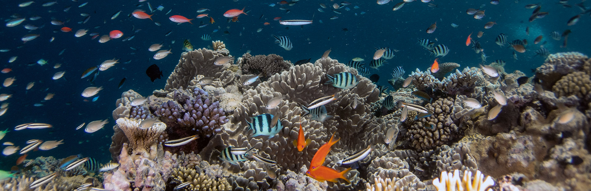 <b>PADI </b> Rescue Diver   <b>Course</b>