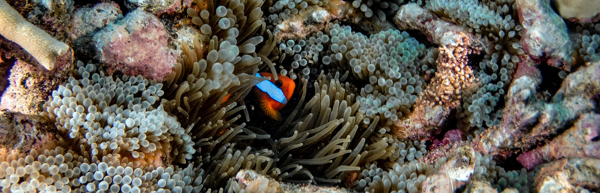 <b>PADI </b> UNDERWATER PHOTOGRAPHY <b>COURSE</b>