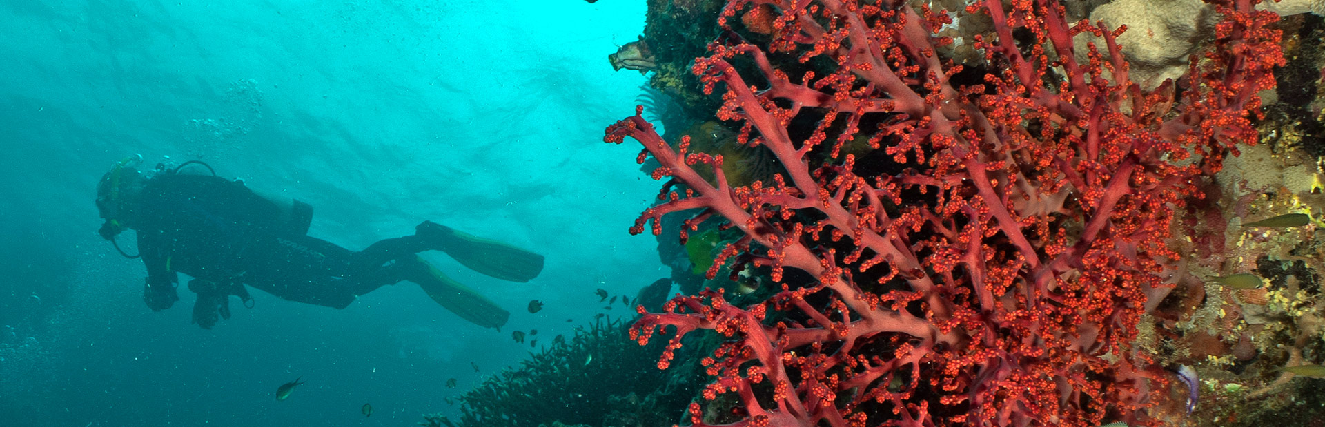 <b>DIVER</b> MEDICAL INFORMATION</b>