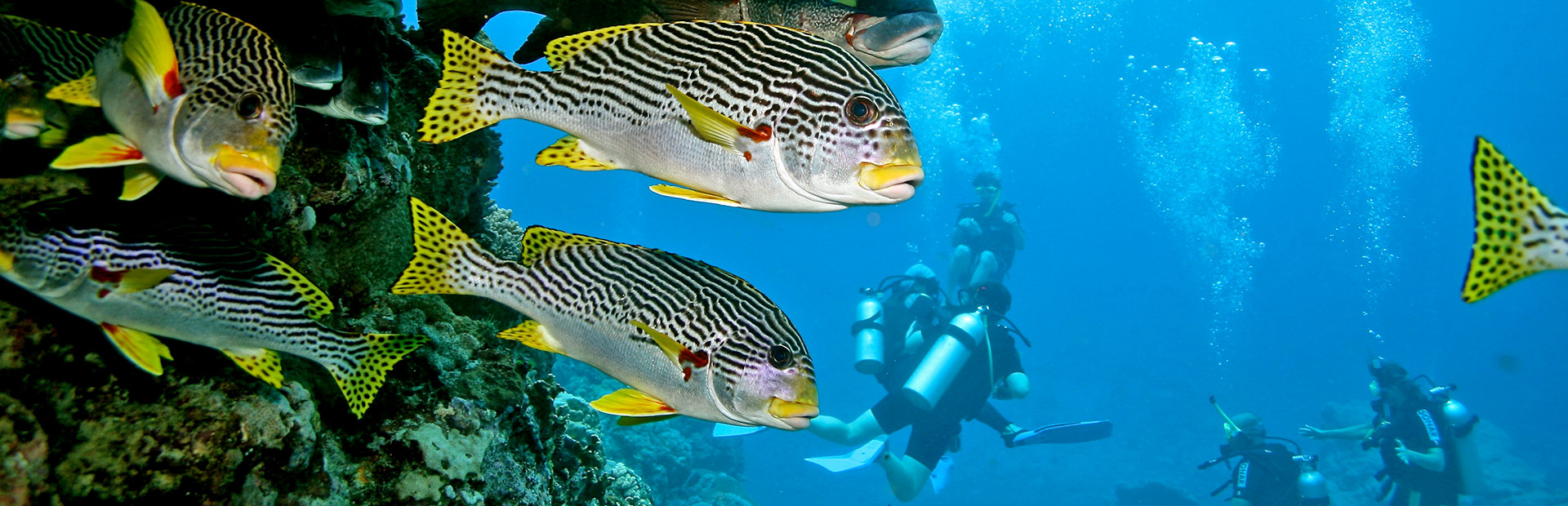 <b>PORT DOUGLAS</b> LEARN TO DIVE COURSES