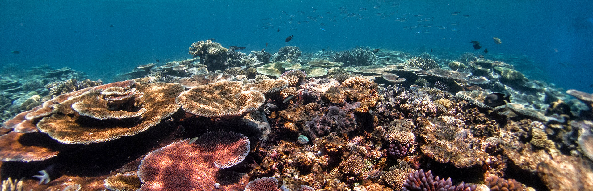 <b>PADI </b> OPEN WATER <b>DIVER</b>