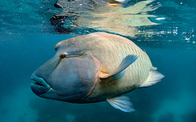 Best Cairns Scuba Diving Trips