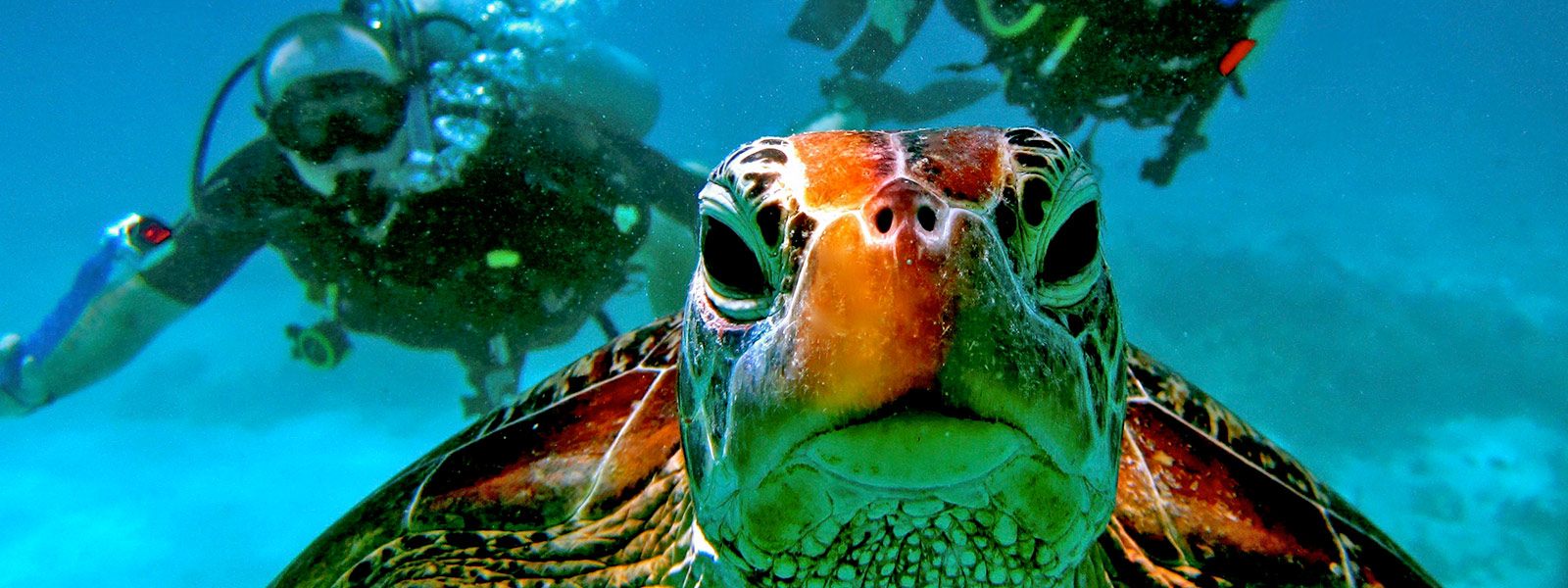 Best Cairns Scuba Diving Trips